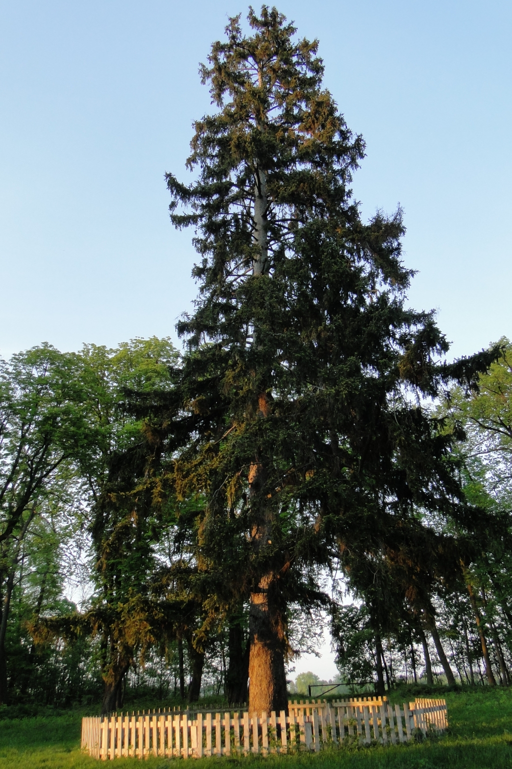 DSC00334_1024x1536